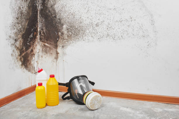 Best Mold Remediation for Specific Building Types in Baden, MD