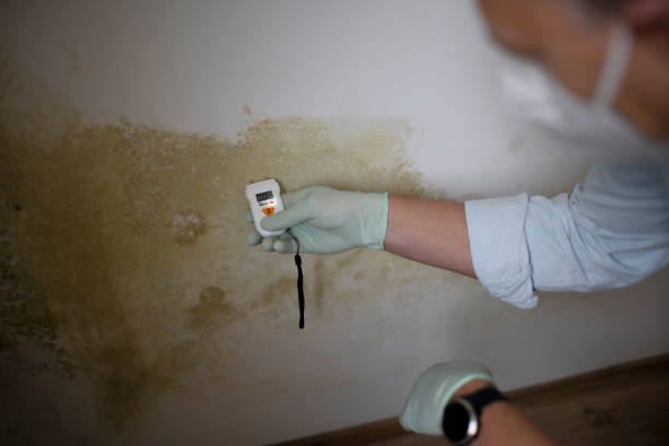 Best Basement Mold Remediation in Baden, MD