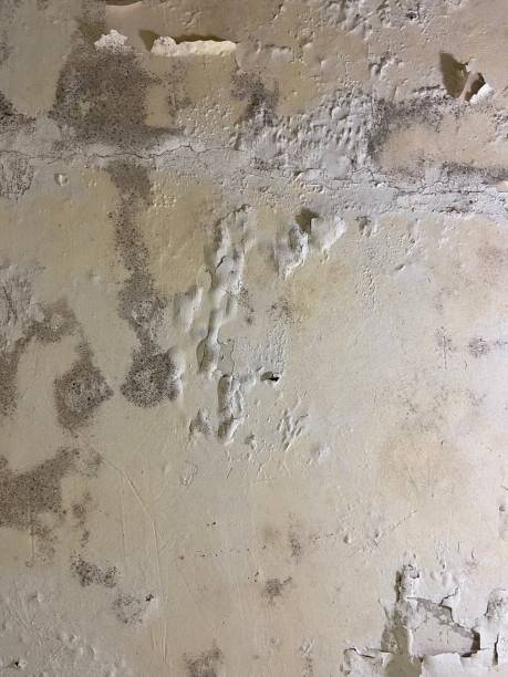 Best Insurance-Related Mold Remediation in Baden, MD