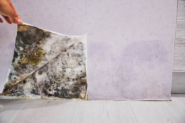 Best Bathroom Mold Remediation in Baden, MD
